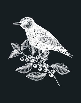 Hand-sketched bird with autumn flowers illustration on chalkboard. Fall design with birds, florals, geometric shapes, and abstract elements. Can be used for print, poster, wall art, social media